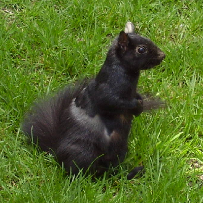 Avatar for Squirrel