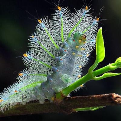 Avatar for Weird, Beautiful,unique Nature