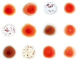 Scratch My Back And I'll Scratch Yours (Limited Edition)