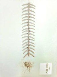 大量流出 (城邦出版．紅色文化 2000)