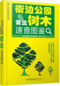 街边公园常见树木速查图鉴