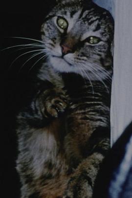 猫食
