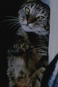 猫食