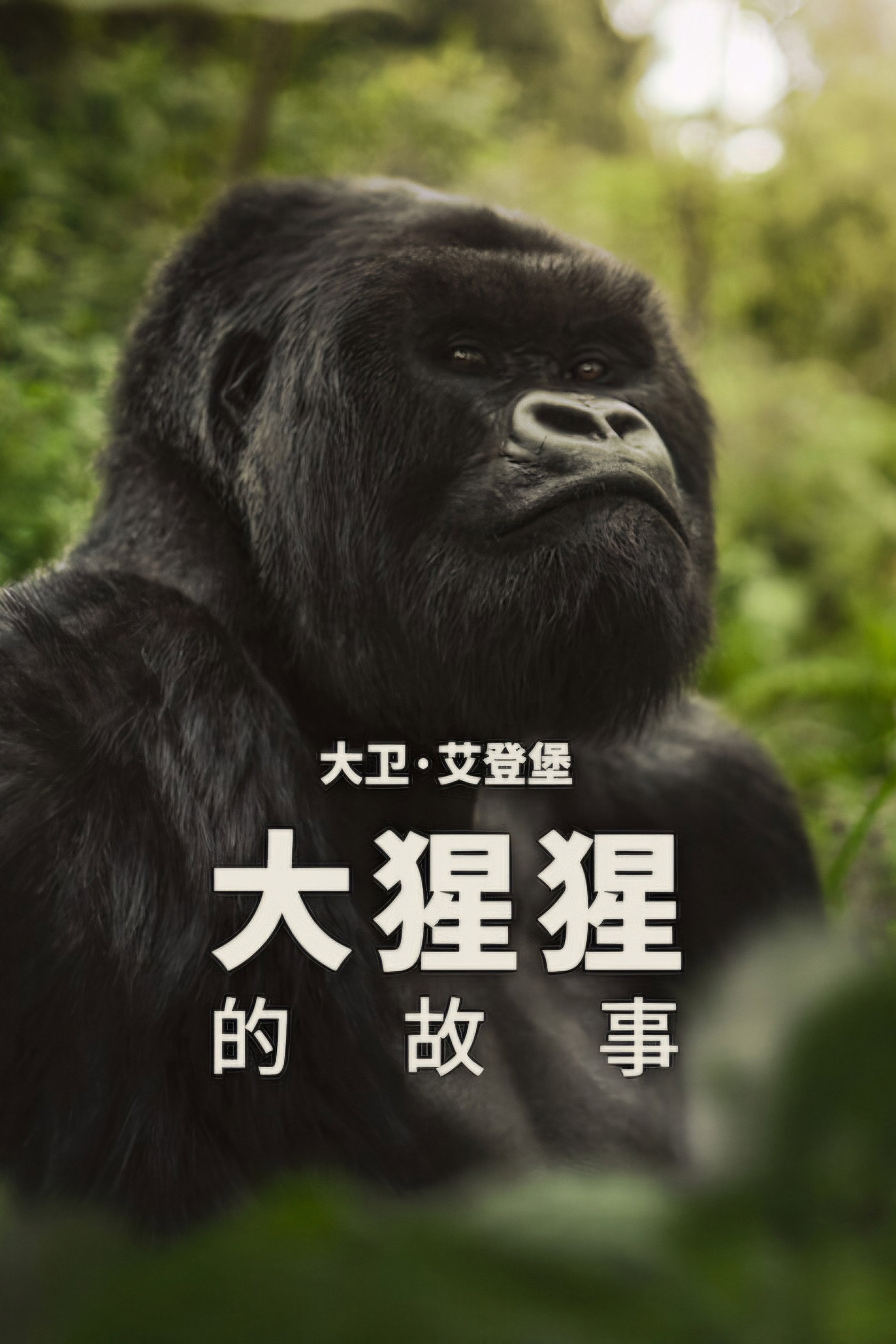 A Gorilla Story: Told by David Attenborough