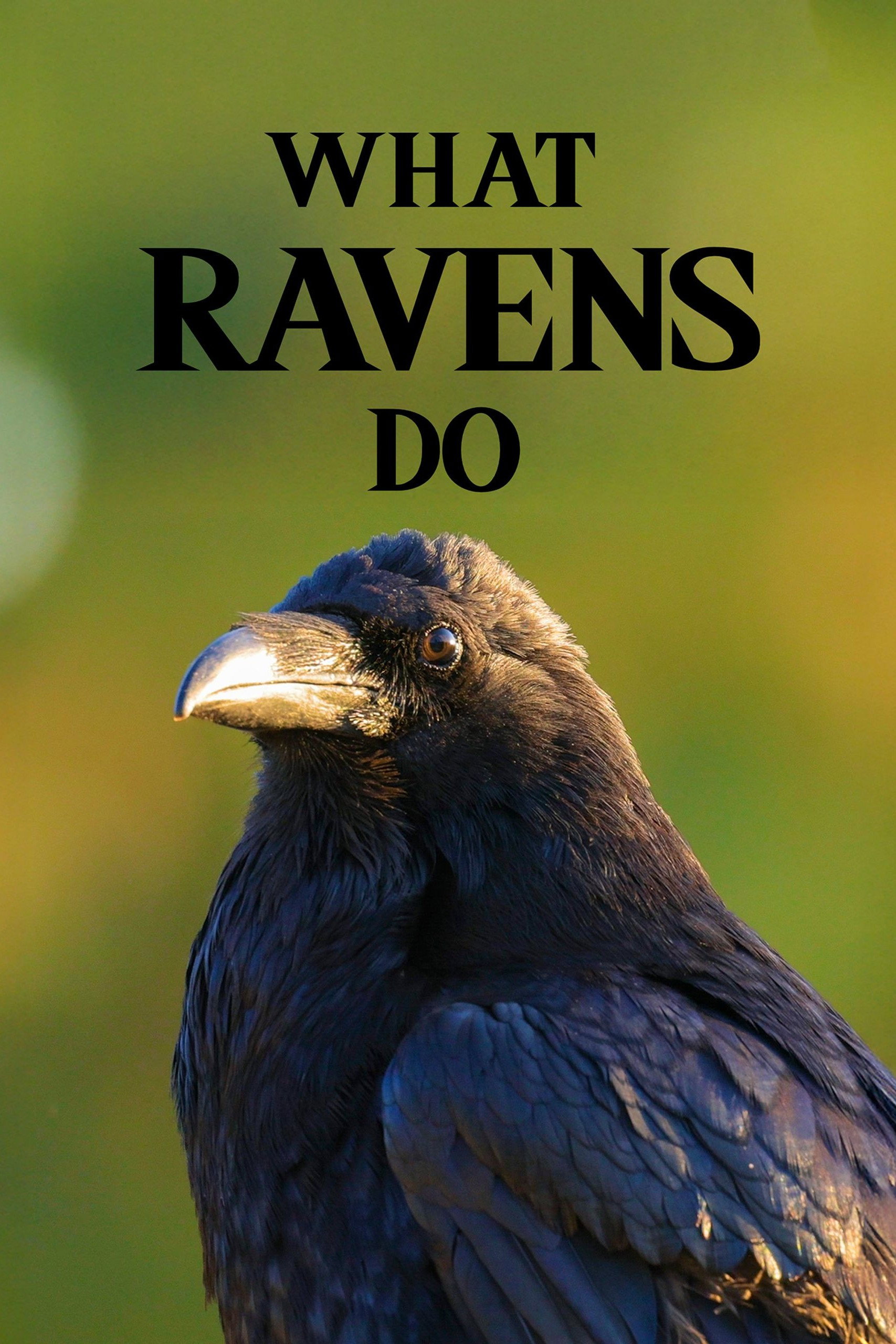 What Ravens Do