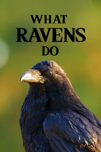 What Ravens Do