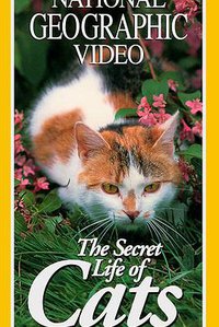 The Secret Life Of Cats