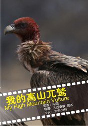 我的高山兀鹫