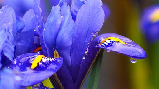 园艺世界 第四十六季