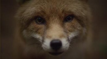 神秘影片试验计划#10：不是声音