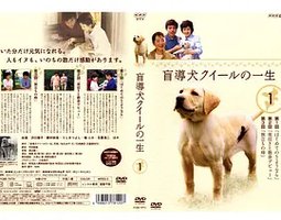 导盲犬小Q之一生