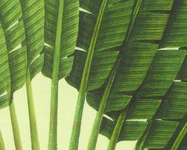 瘴气、植物、外销画