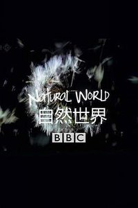 自然世界：美洲豹 - 巴西的超级猫科动物