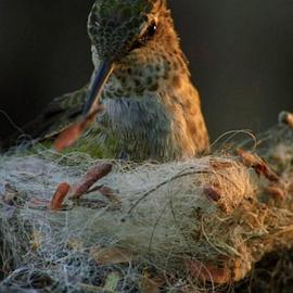 动物之家：鸟巢