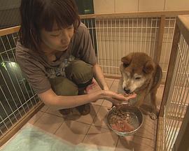 纪实72小时 大城市里动物的庇护所