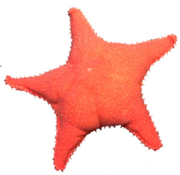 Emoji estrellaCulona