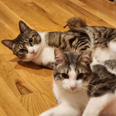 Avatar for 太阳棕榈