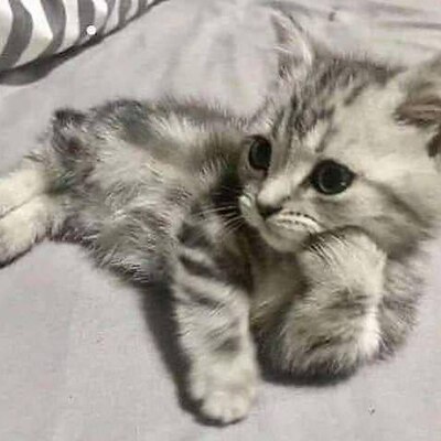 Avatar for 当你平躺下来 :verified: