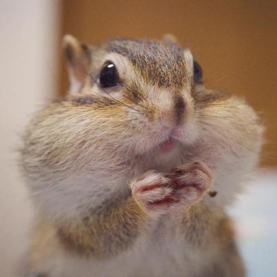 Avatar for 懂球帝（绘心甚嗨版）