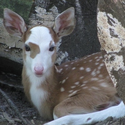 Avatar for GIiTTTEEEZIIi