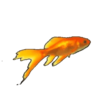 Avatar for 糍粑鱼🥯久久不能离去🫙