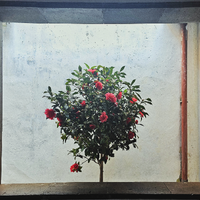 Avatar for 捌九陆四请约我的稿给我钱谢谢堇 :blobcatace: