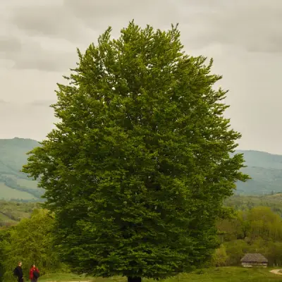 Avatar for 凉鞋战神要休息一下