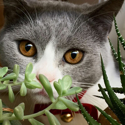 Avatar for 树懒冬眠不觉晓-日日与咪好