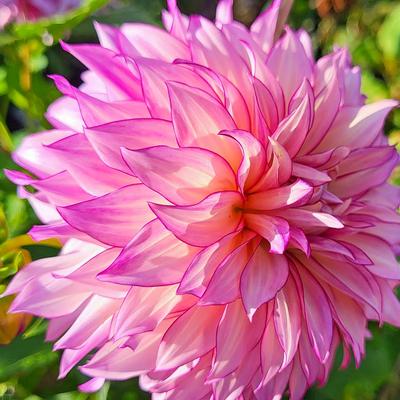 Avatar for Norcal Gma 2