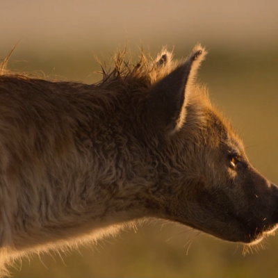 Avatar for 背乡者