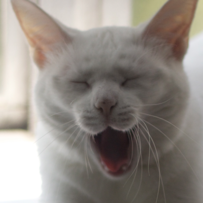 Avatar for Doctor Historianess