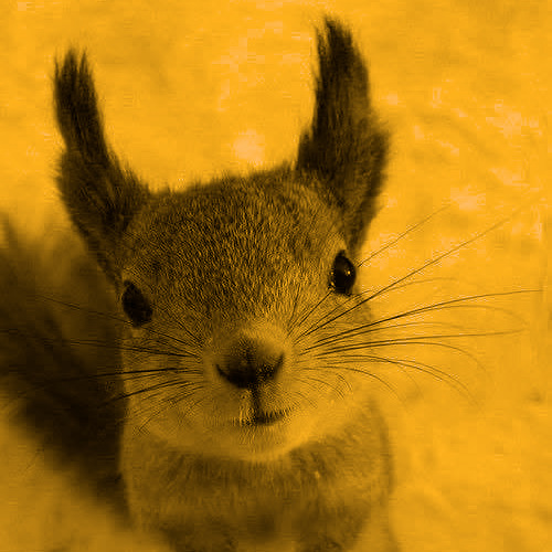 Avatar for squirrel@discuss.tchncs.de