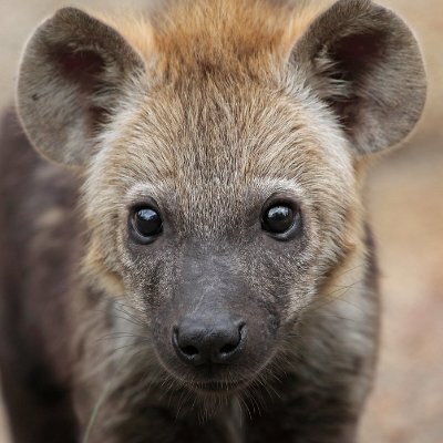 Avatar for Hourly Yeen Toots