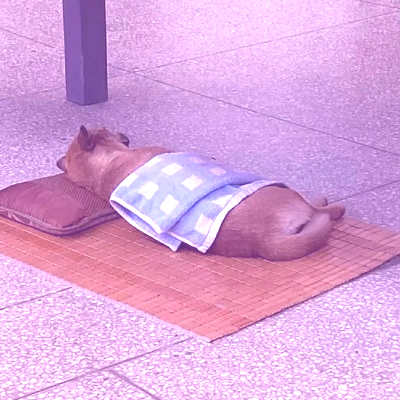 Avatar for 飞起的梦想都变成爱 :blobcatlesbian: