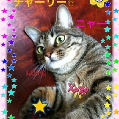 Avatar for Flock of Cats 🐈 🐈 🐈 ❄️