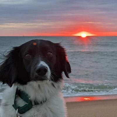 Avatar for Sir Däle of Beige