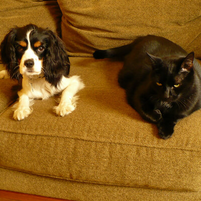 Avatar for Axomamma, Antifa's cousin*