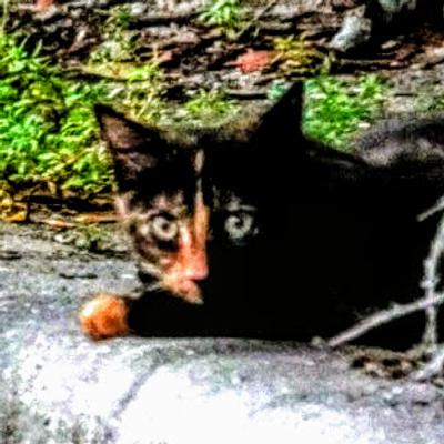 Avatar for KrissyKat