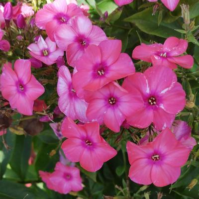 Avatar for GertrudeZane 🇺🇦