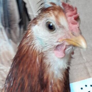 Avatar for Betelplouf