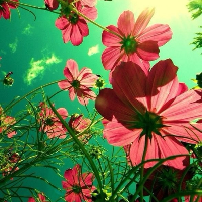 Avatar for MtnSunTrees