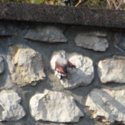 Avatar for Tichodrome Colvert