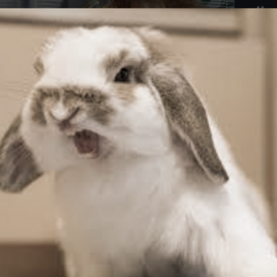 Avatar for Hotter, even more cross Bunny