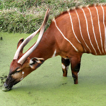 Avatar for Bongolian