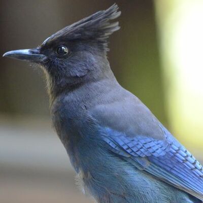 Avatar for Cyanocitta