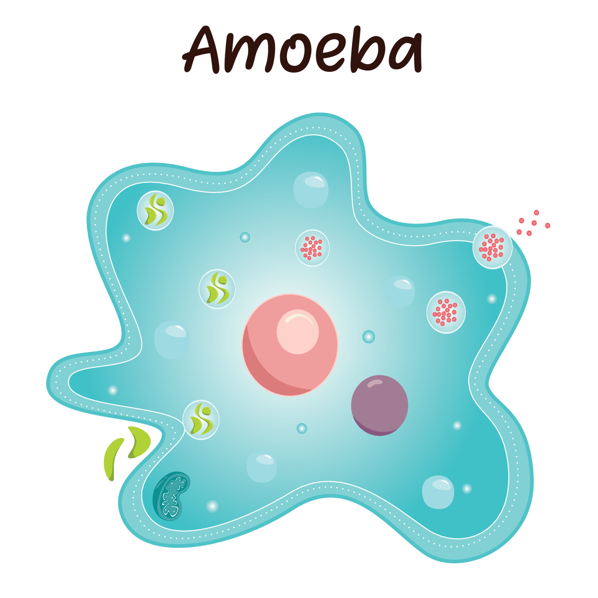 Avatar for Avid Amoeba