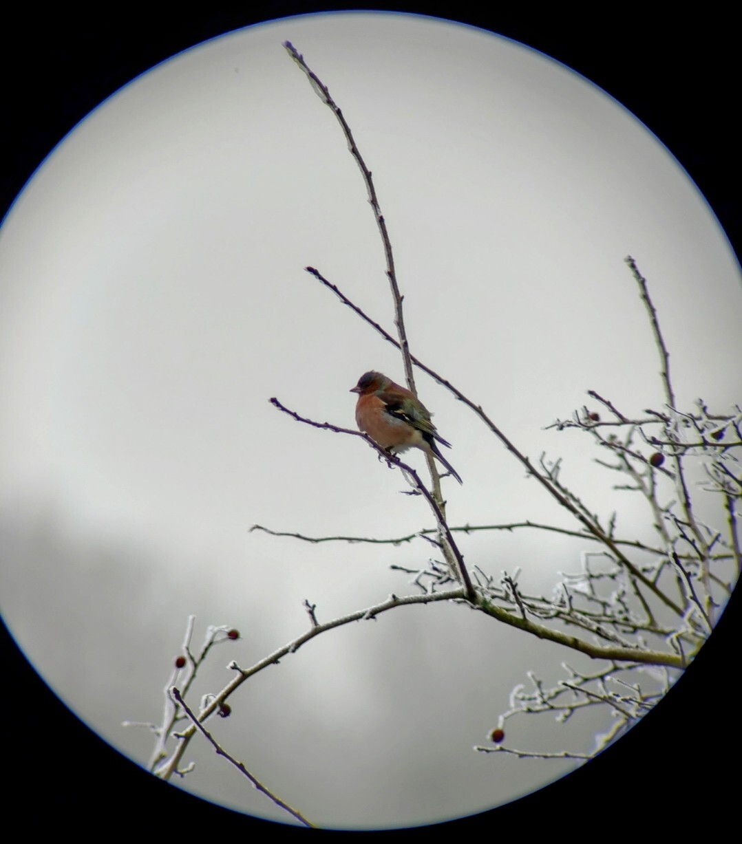 Avatar for Polygondenimland