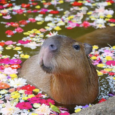 Avatar for uncapybarable