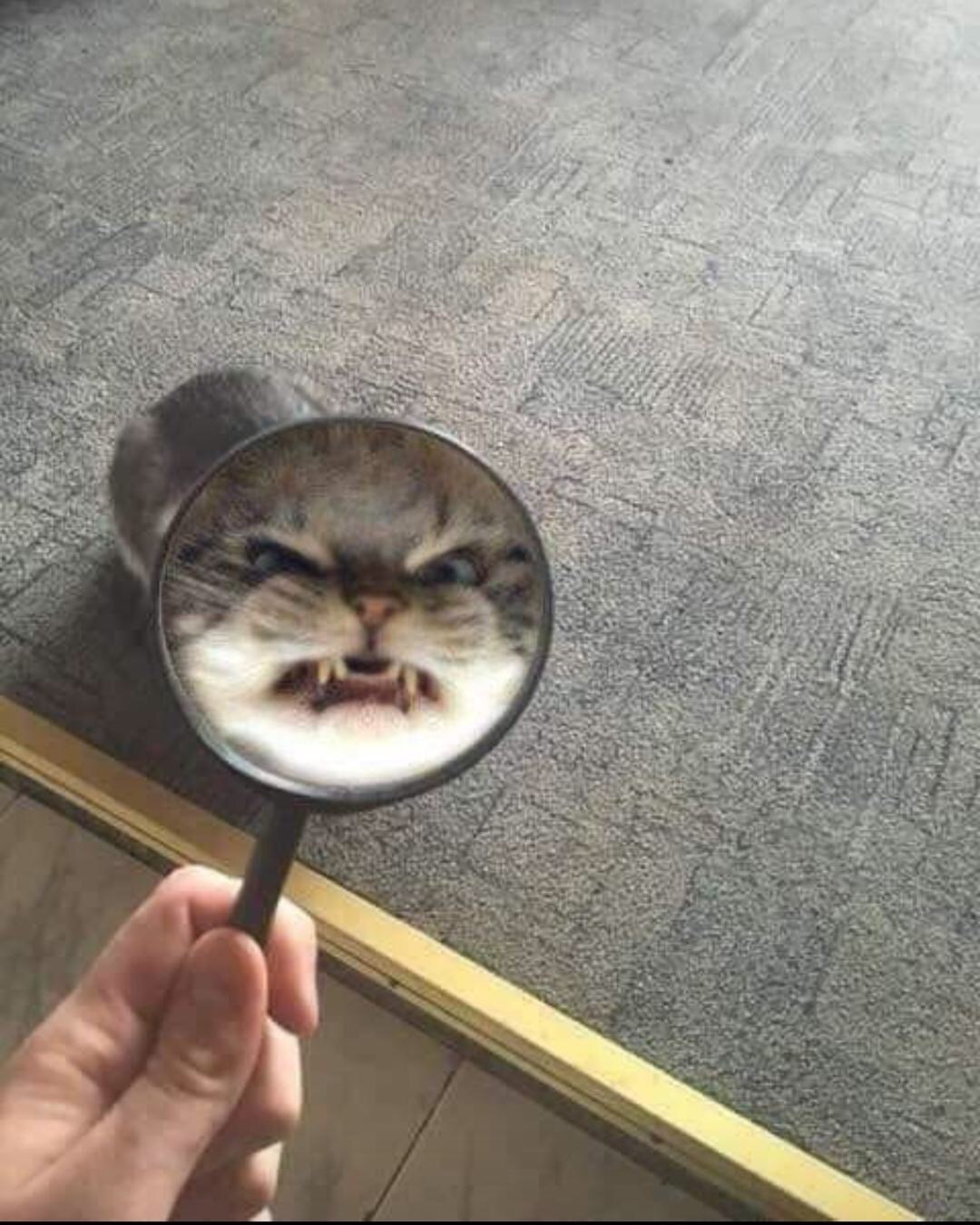 Avatar for phudgins@lemmy.world