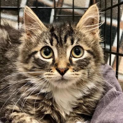 Avatar for Christine Cats 🐈